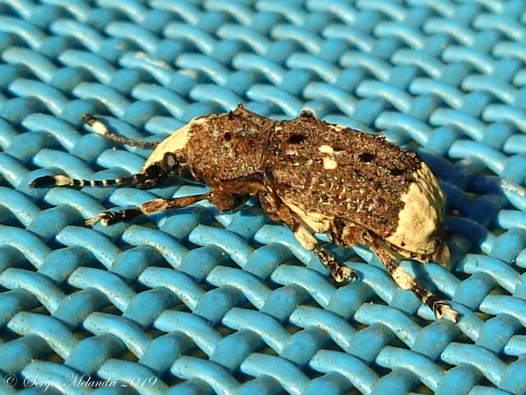 Anthribidae: Platystomos albinus